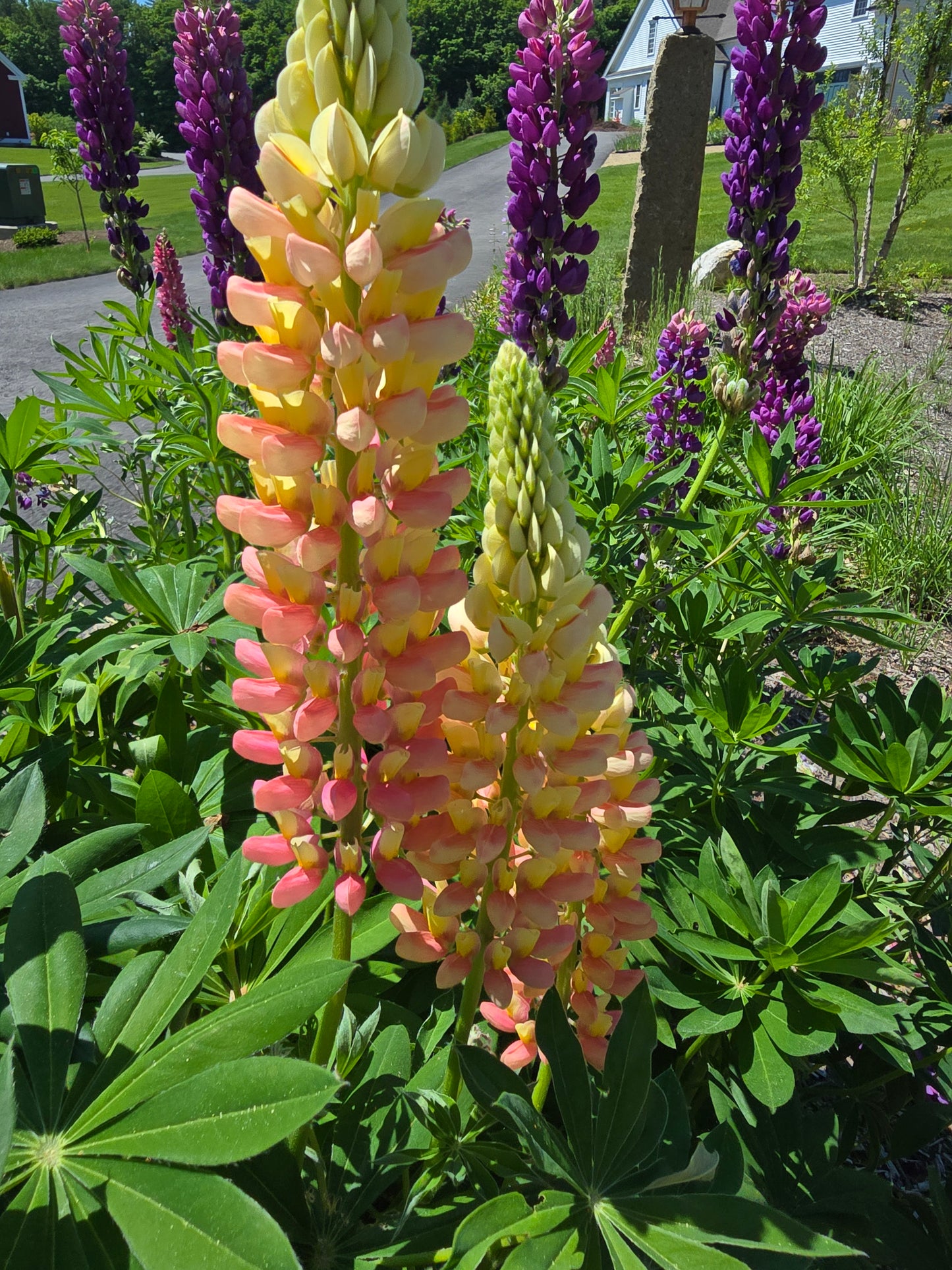 Lupine Seeds (Organic)