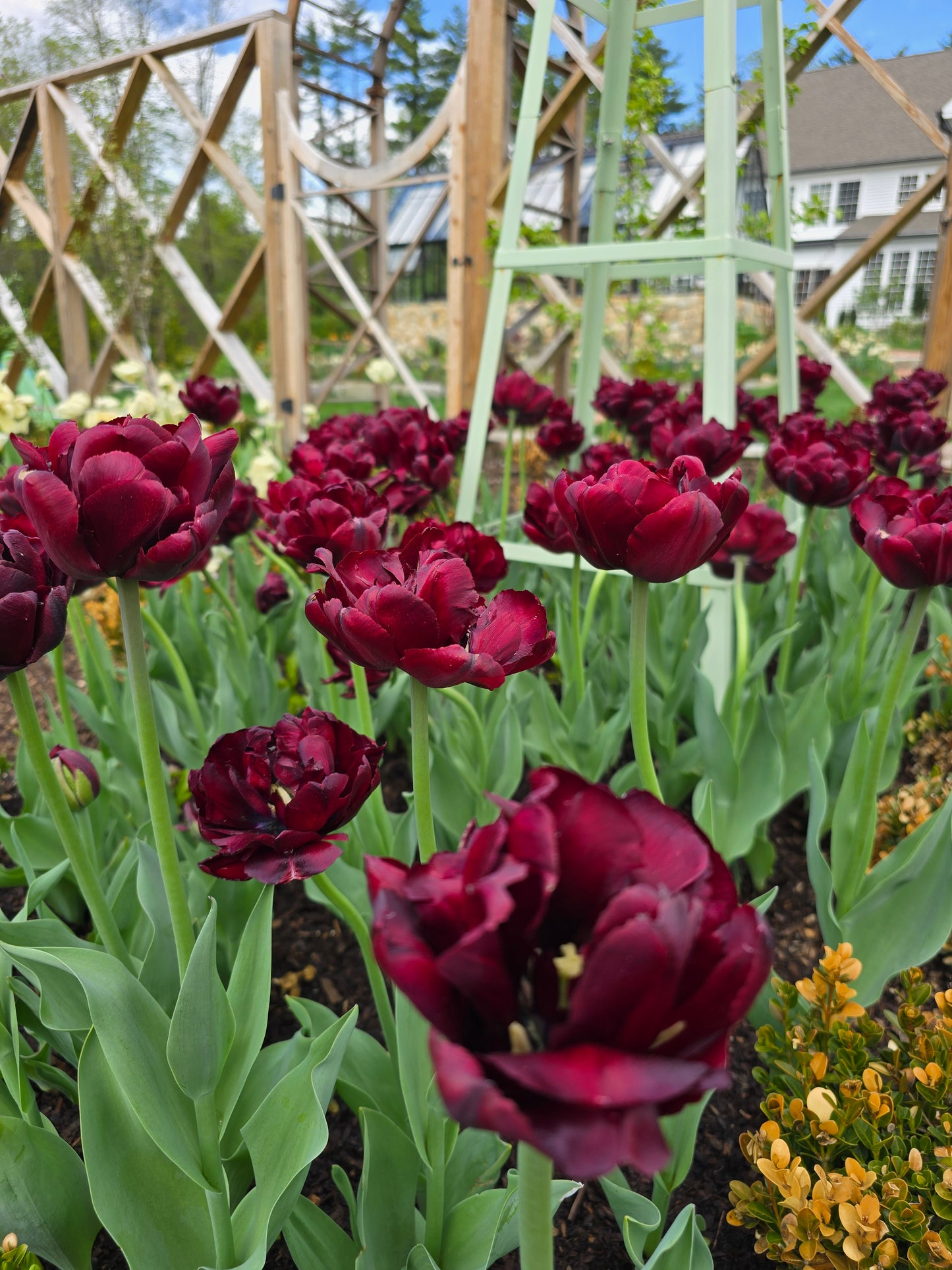 π· Specialty Tulip & Daffodil Season Pass