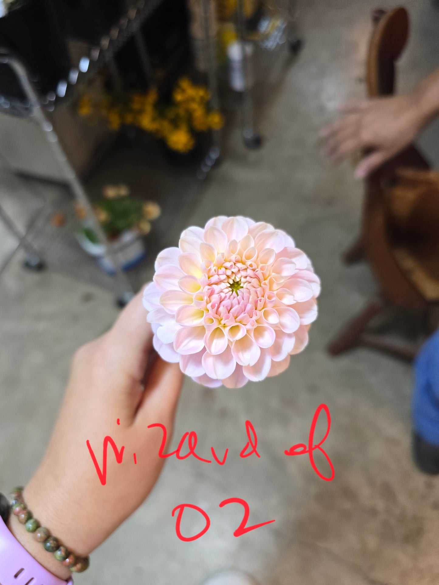Wizard of Oz