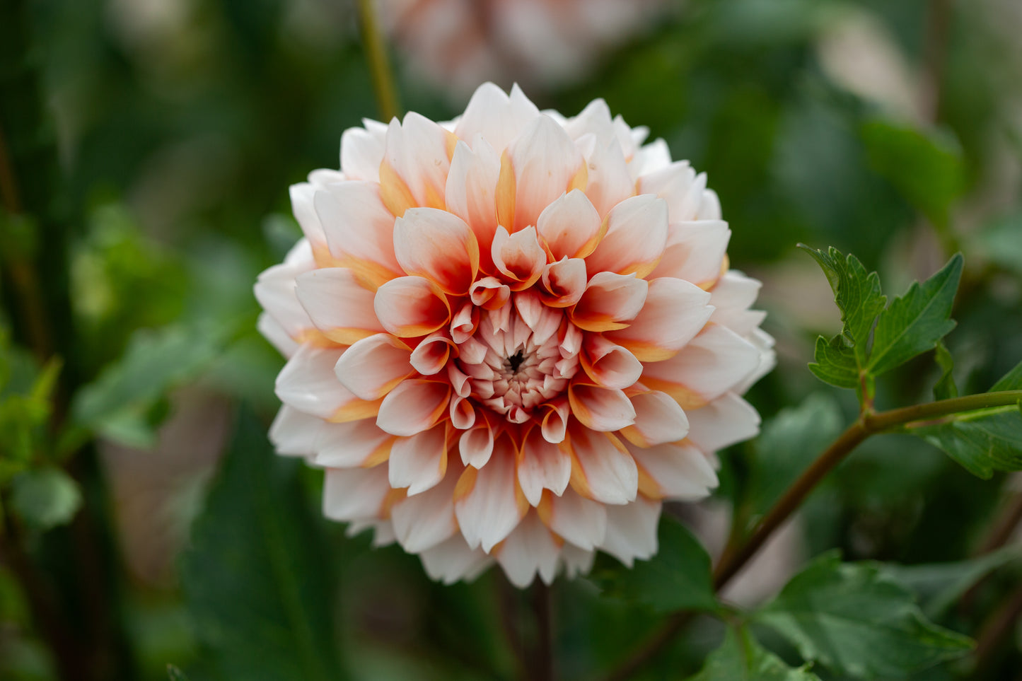 Hollyhill Orange Ice
