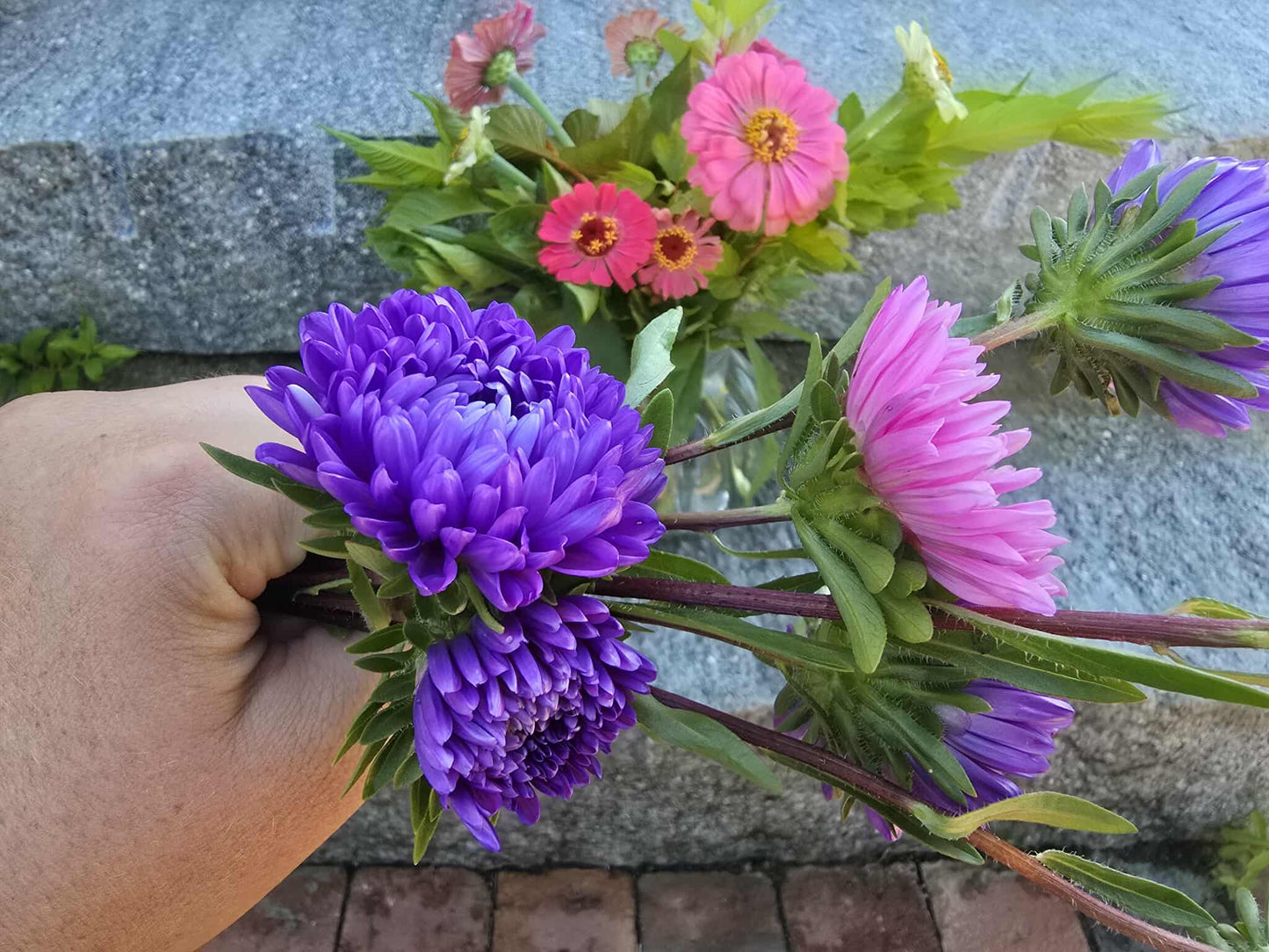 Chinese Aster seeds (Organic)