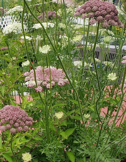 Dara - Purple Queen Anne's Lace (Organic)