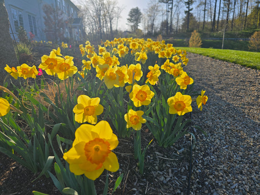 Why I Plant Daffodils in Massive Quantities