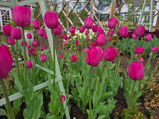 The Fickle but Timeless Tulip