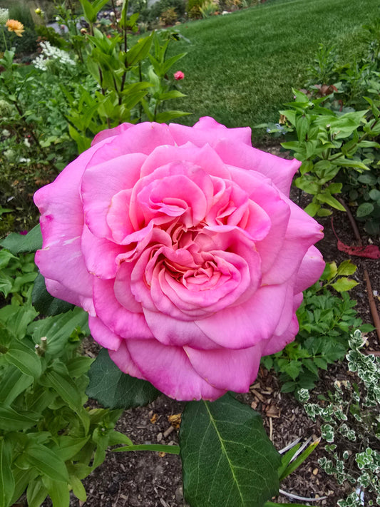 Roses You Don't Have to Battle