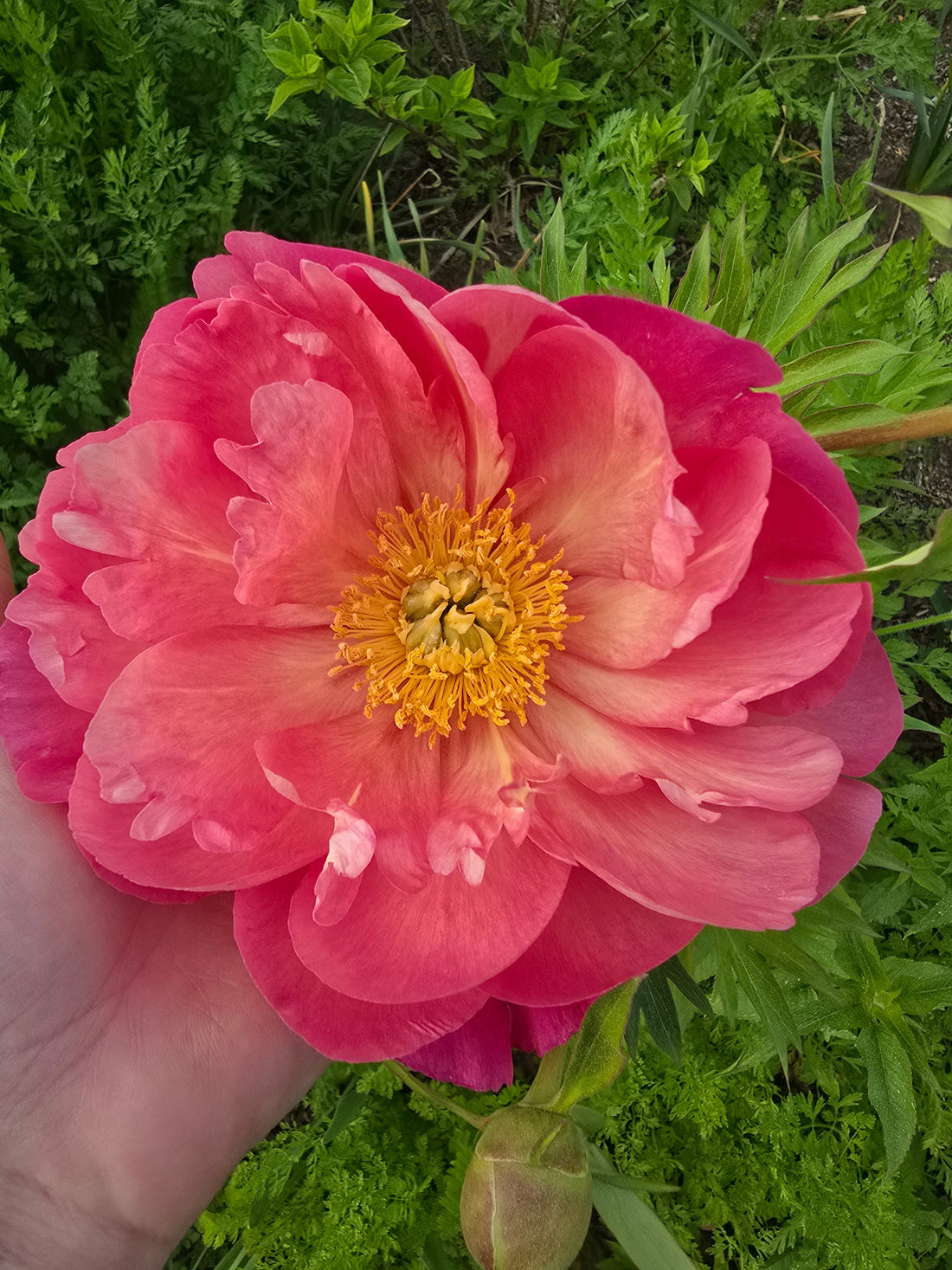 The Peony Guide: Everything You Need to Know About Growing, Harvesting & Loving Them