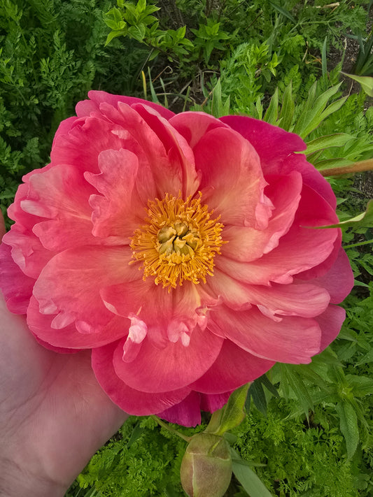 The Peony Guide: Everything You Need to Know About Growing, Harvesting & Loving Them