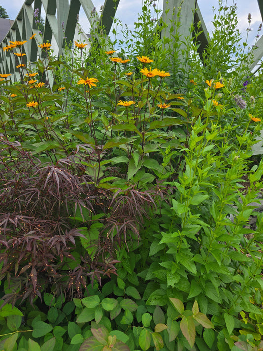 Timeless Plant Combinations: Why Some Plants Just Belong Together