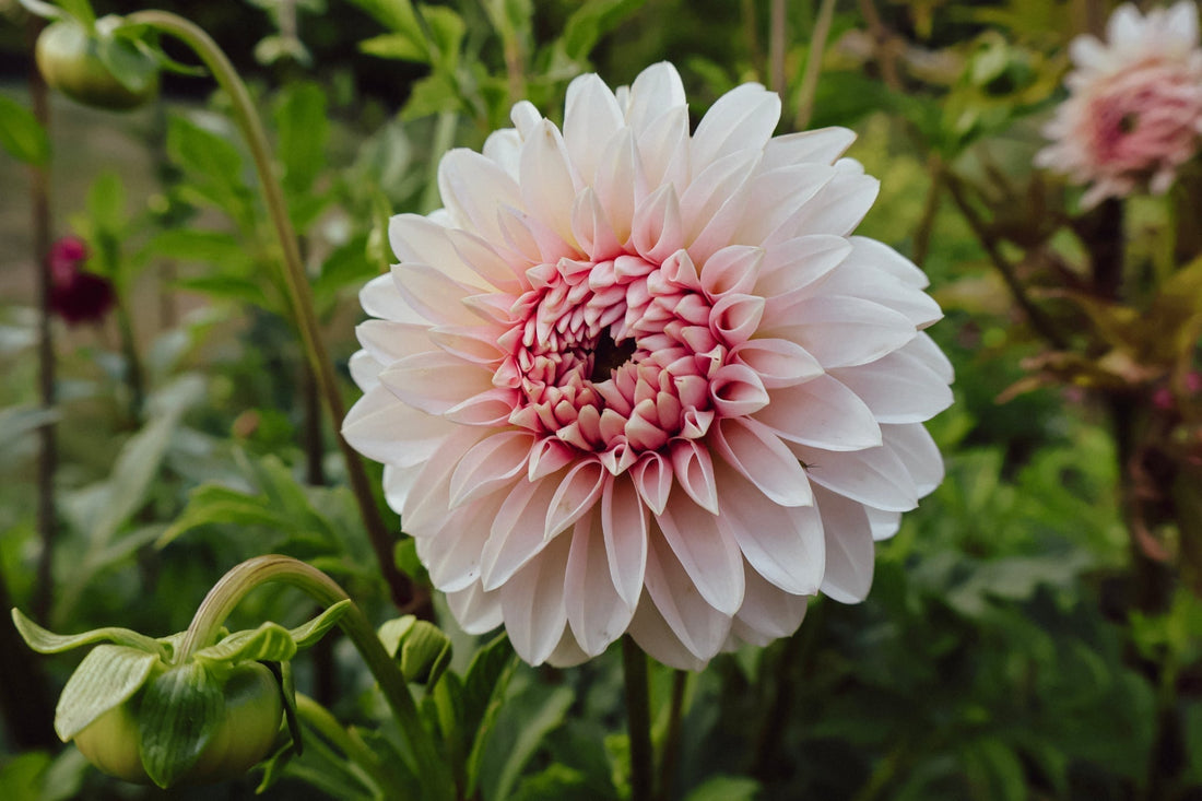 Dahlia Growing Guide: My tips for gorgeous dahlias