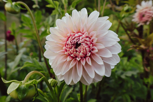 Dahlia Growing Guide: My tips for gorgeous dahlias