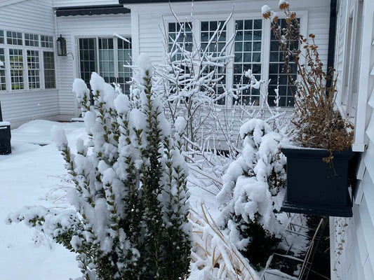 Why I Leave the Garden Standing All Winter