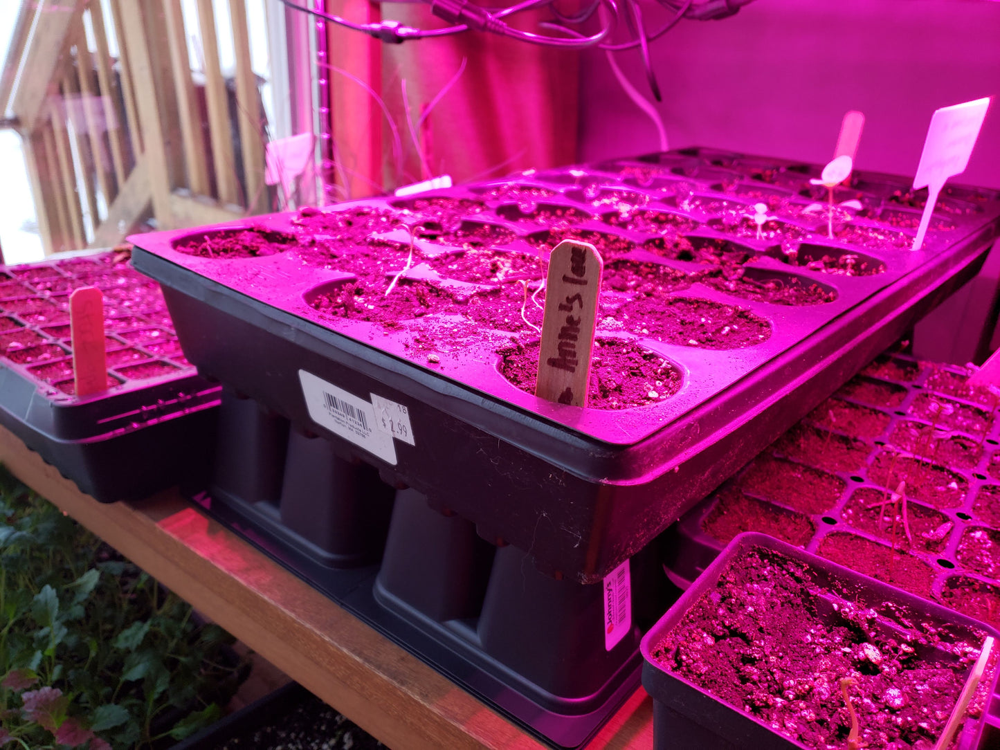 🌱 Seed Starting Workshop