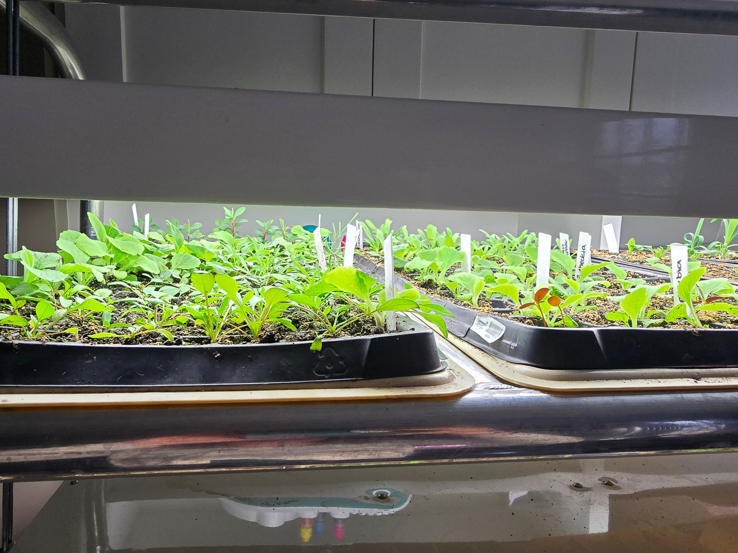 🌱 Seed Starting Workshop