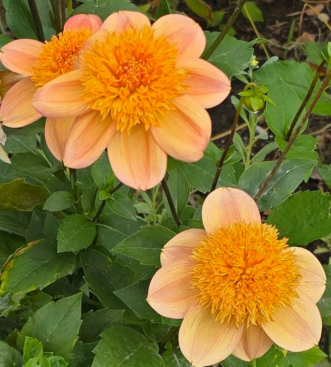 Sandia Brocade