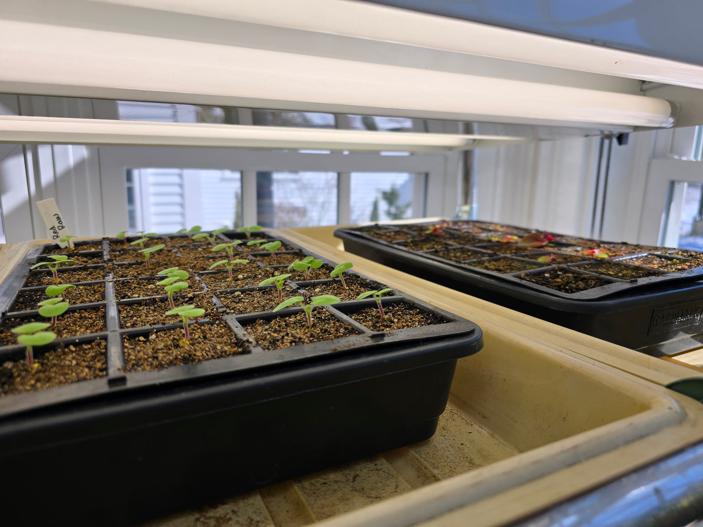 🌱 Seed Starting Workshop