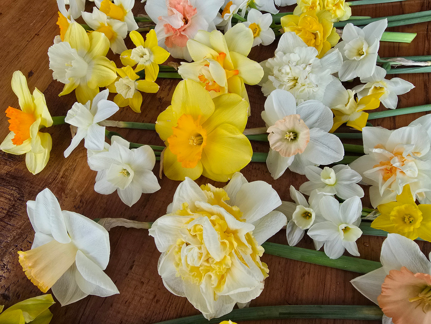 🌷 Specialty Tulip & Daffodil Season Pass