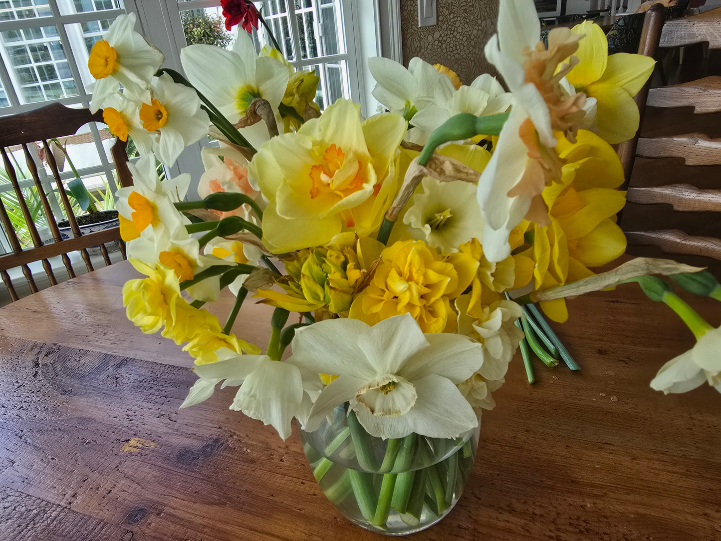 🌷 Specialty Tulip & Daffodil Season Pass