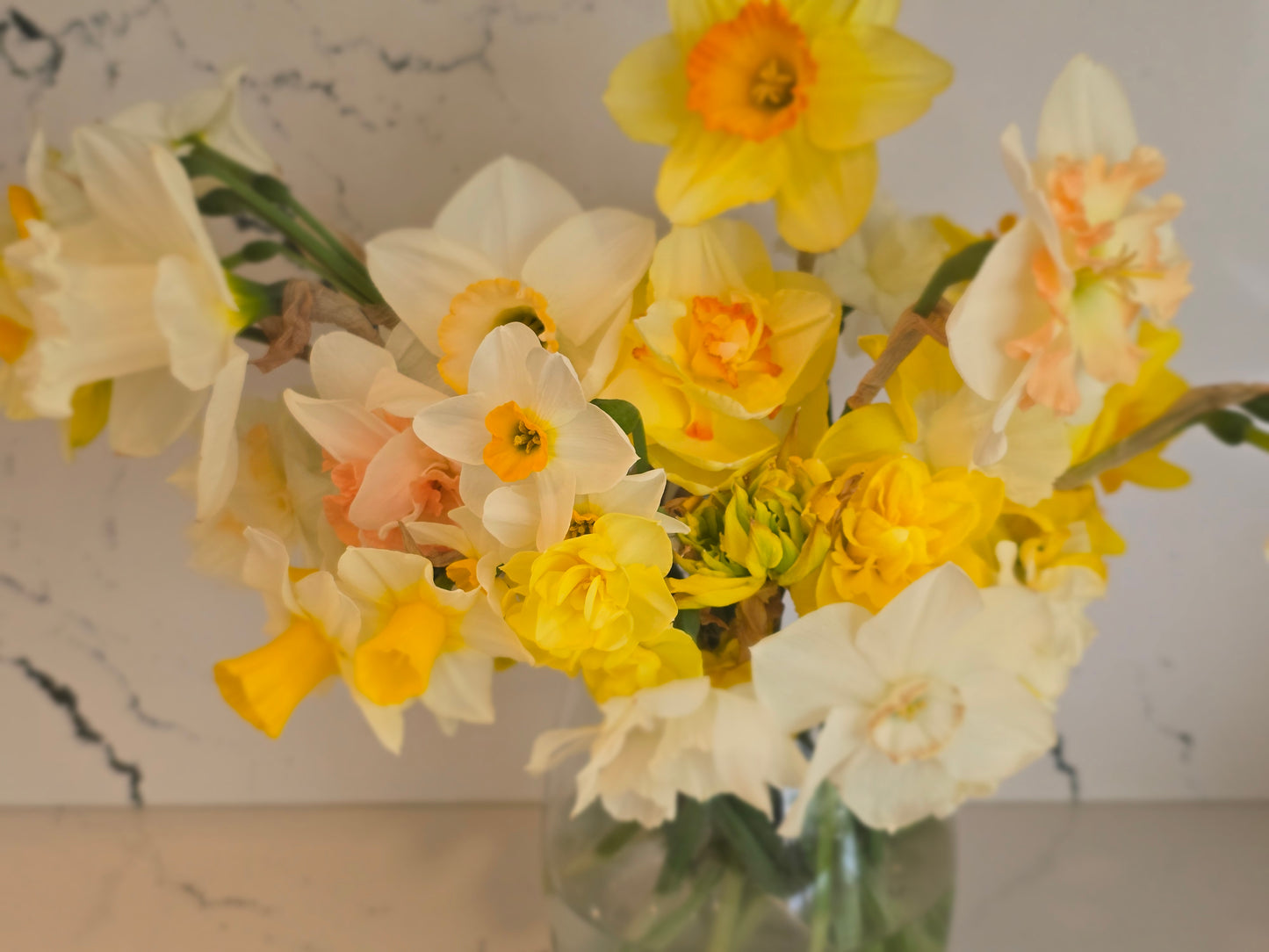 🌷 Specialty Tulip & Daffodil Season Pass