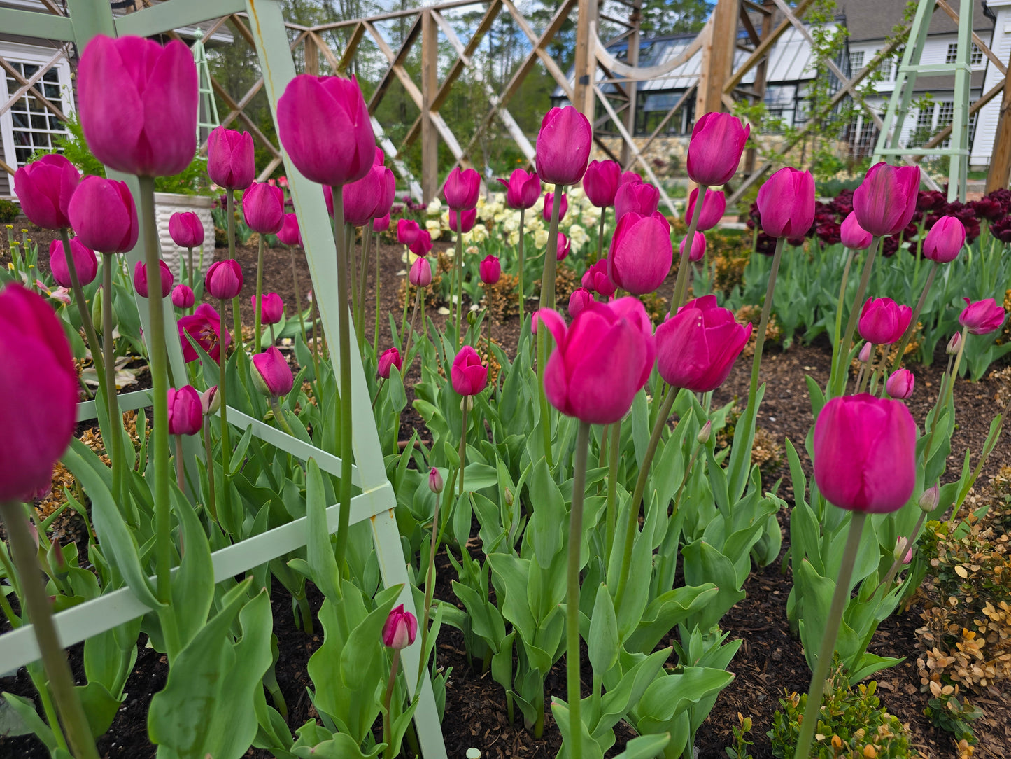 🌷 Specialty Tulip & Daffodil Season Pass