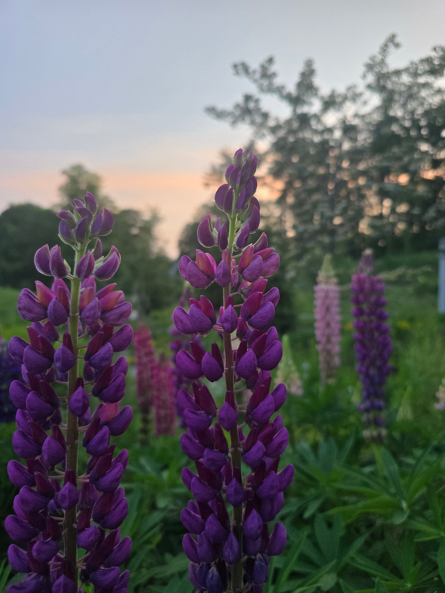 Lupine Seeds (Organic)