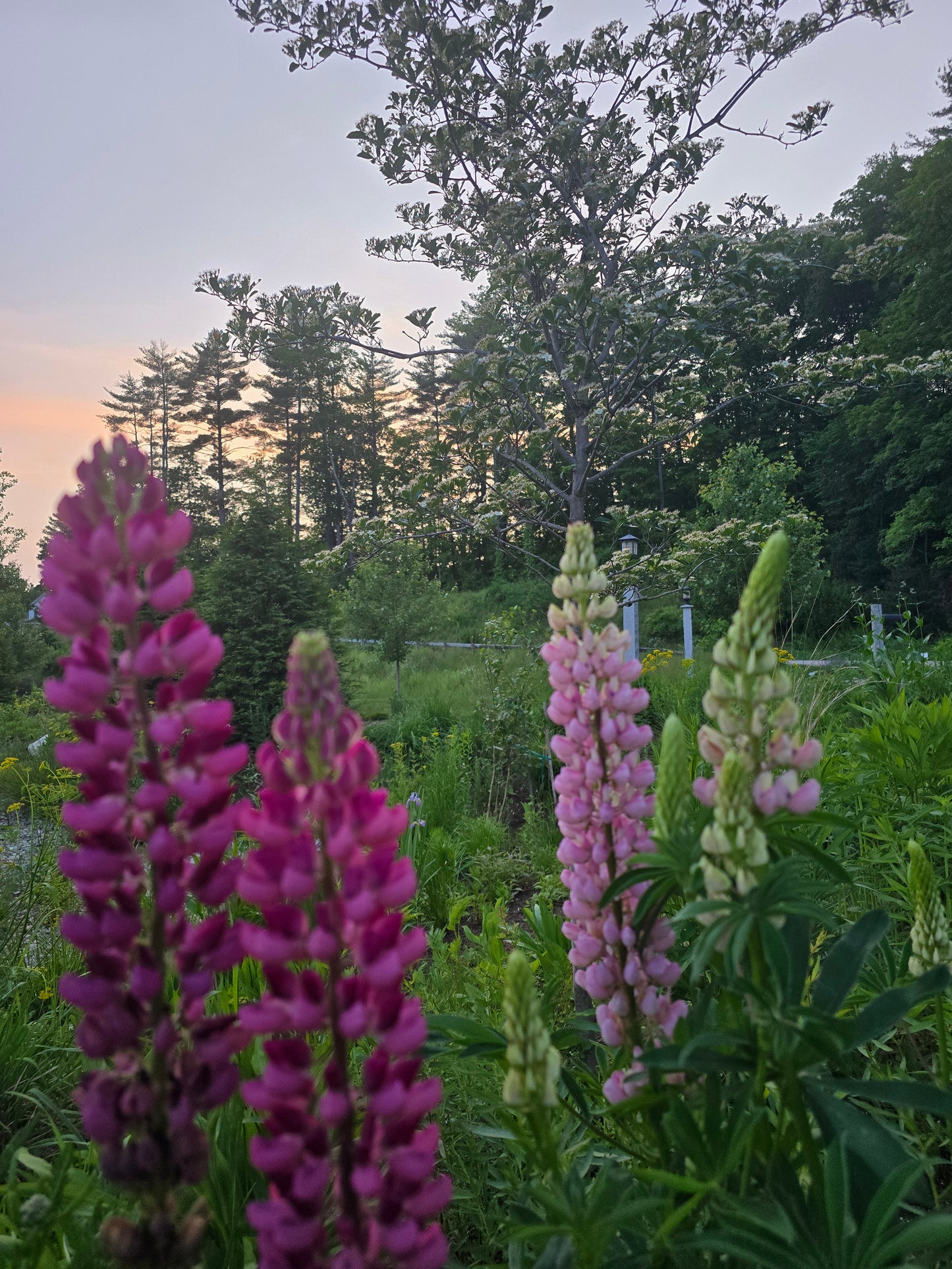 Lupine Seeds (Organic)
