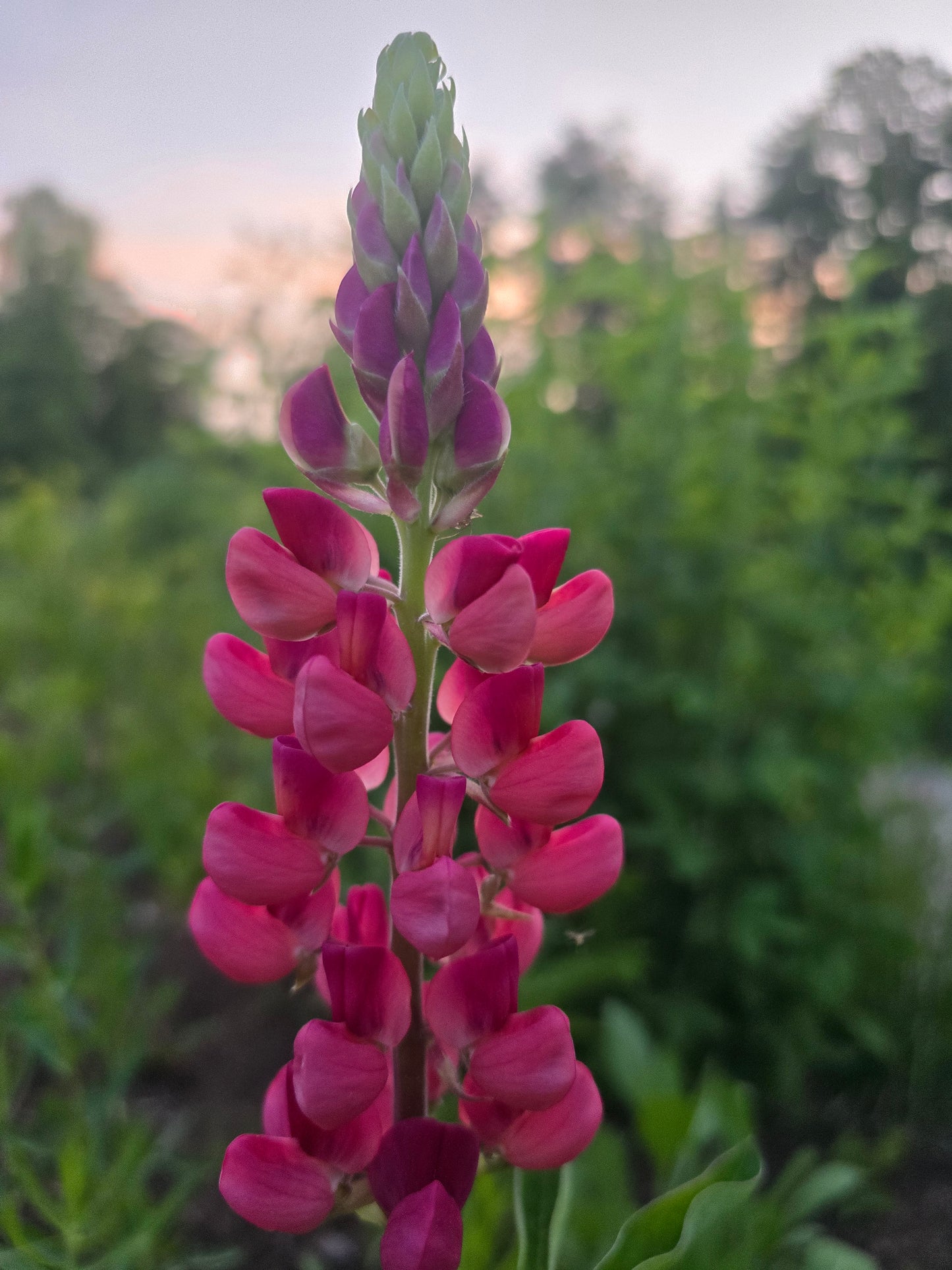 Lupine Seeds (Organic)