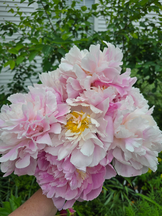 Passion for Peonies Season Pass 🌸