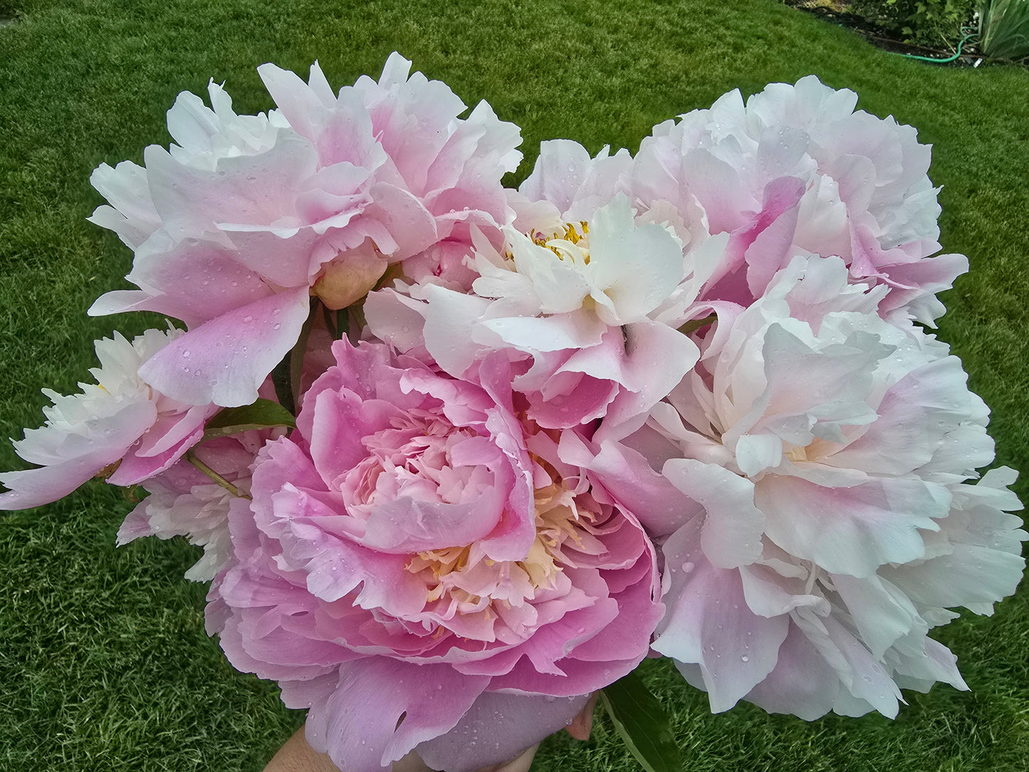 Passion for Peonies Season Pass 🌸