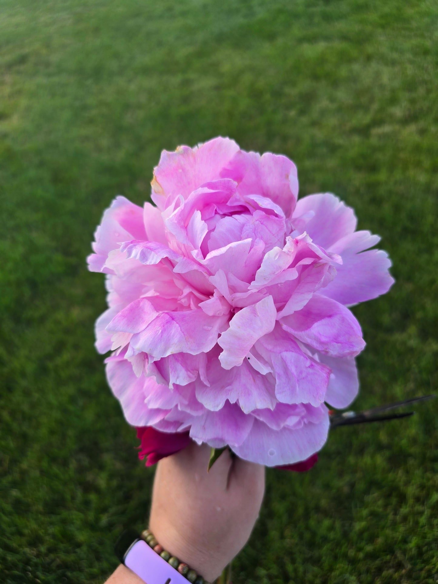 Passion for Peonies Season Pass 🌸