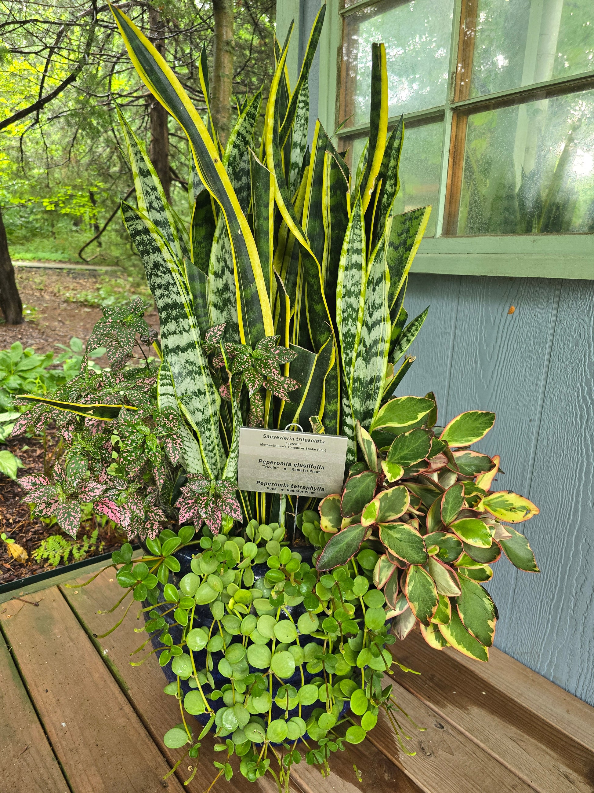 snake plant in outdoor container Seasonal Container Styling – Scout Hill Farm