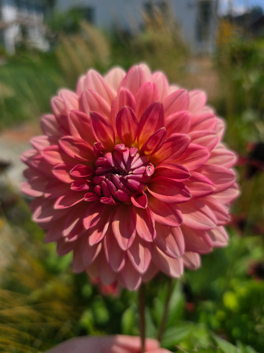Mystery Dahlia Tubers