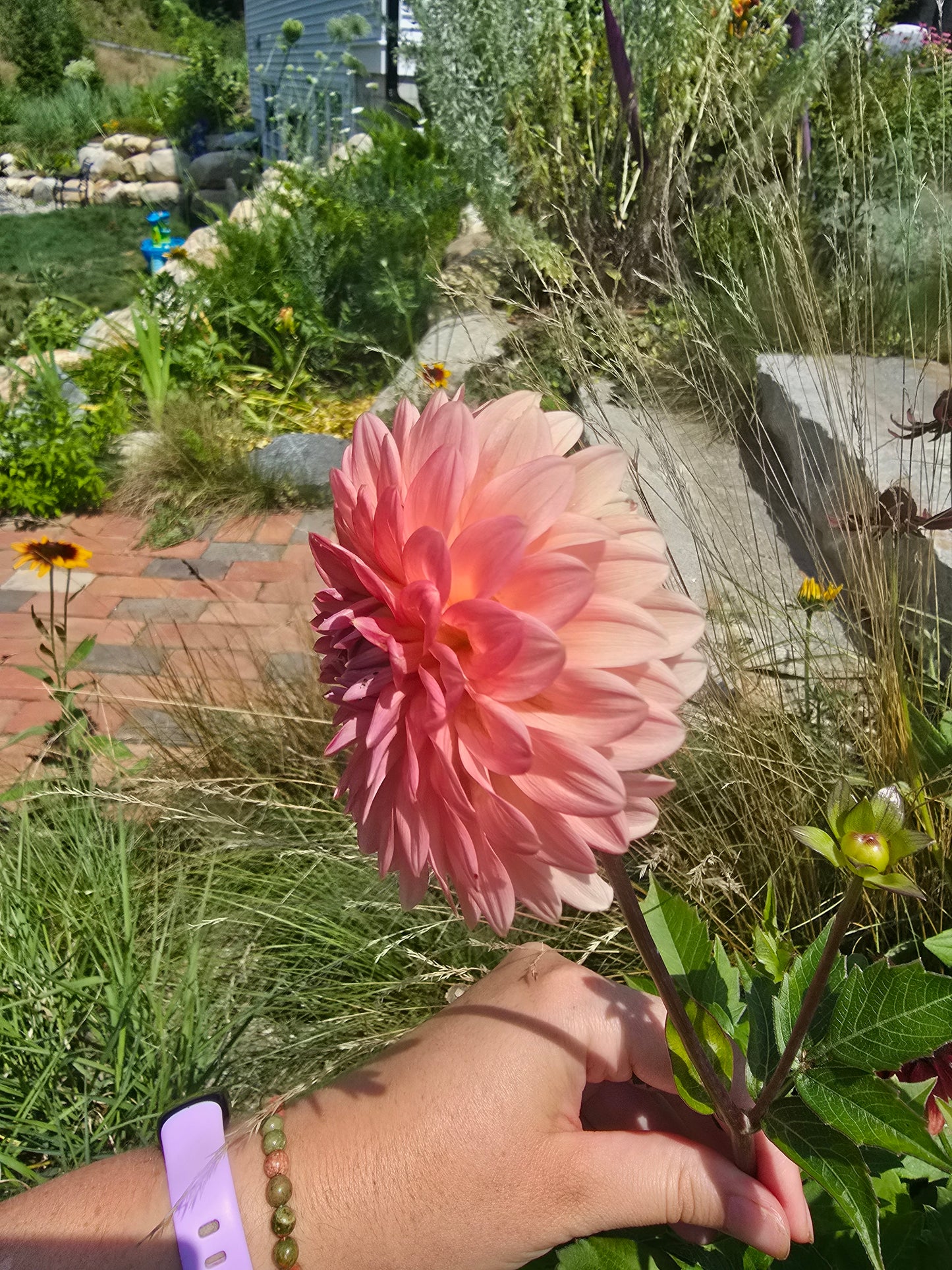 Mystery Dahlia Tubers