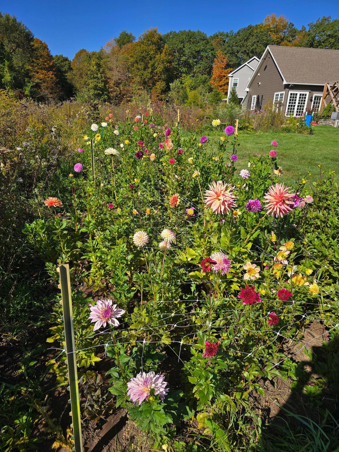 Designing with Dahlias Workshop