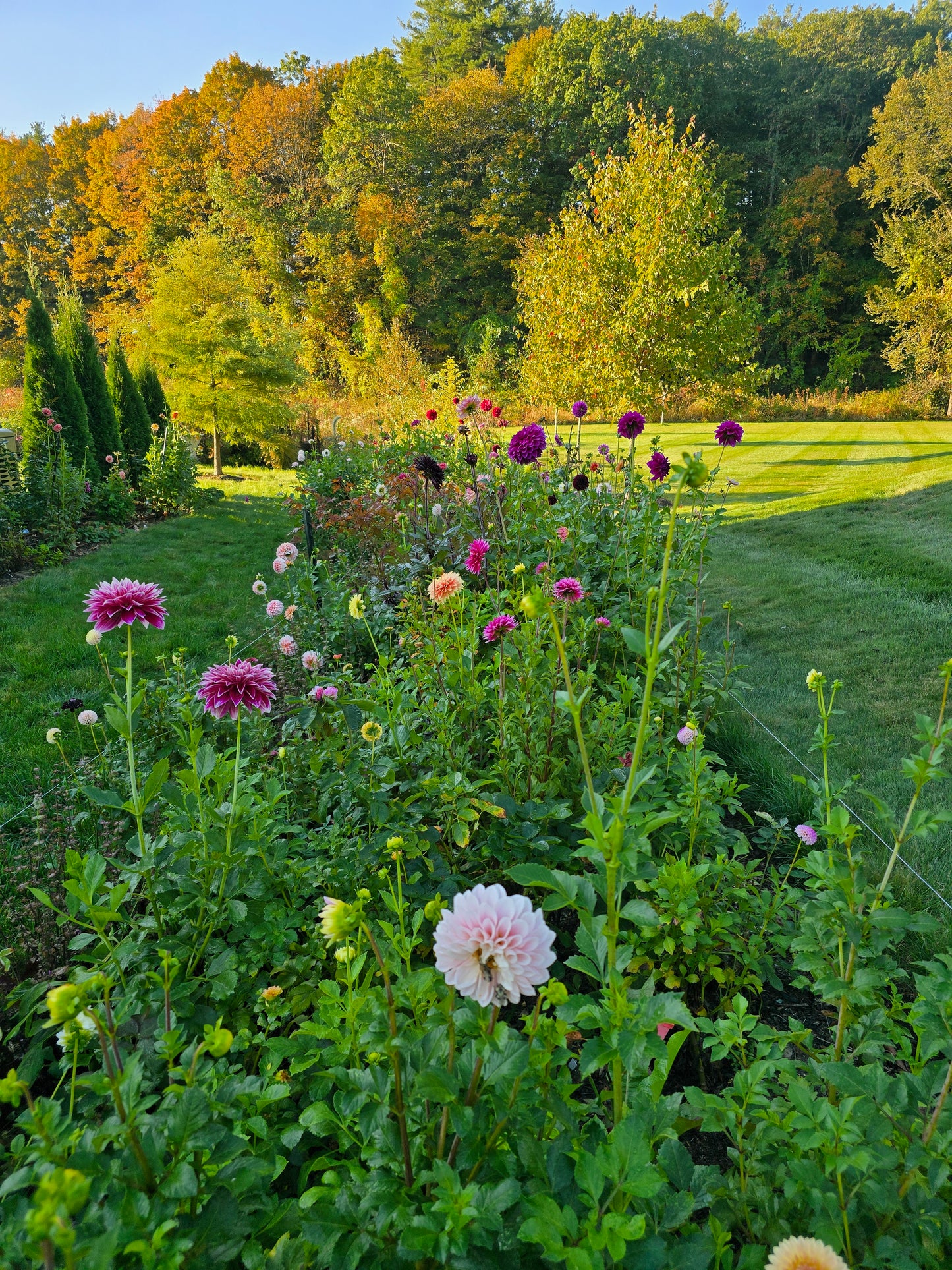 Designing with Dahlias Workshop