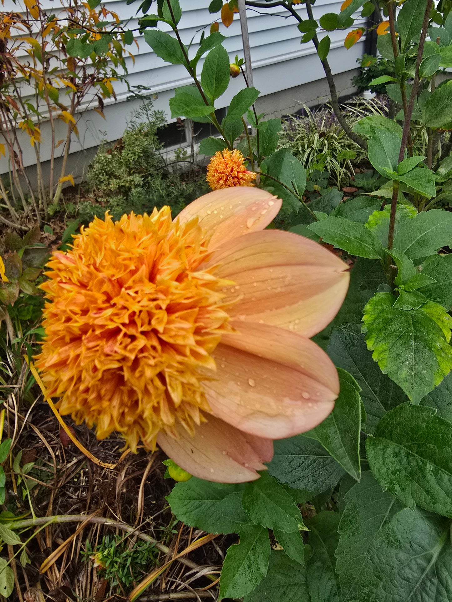 Sandia Brocade