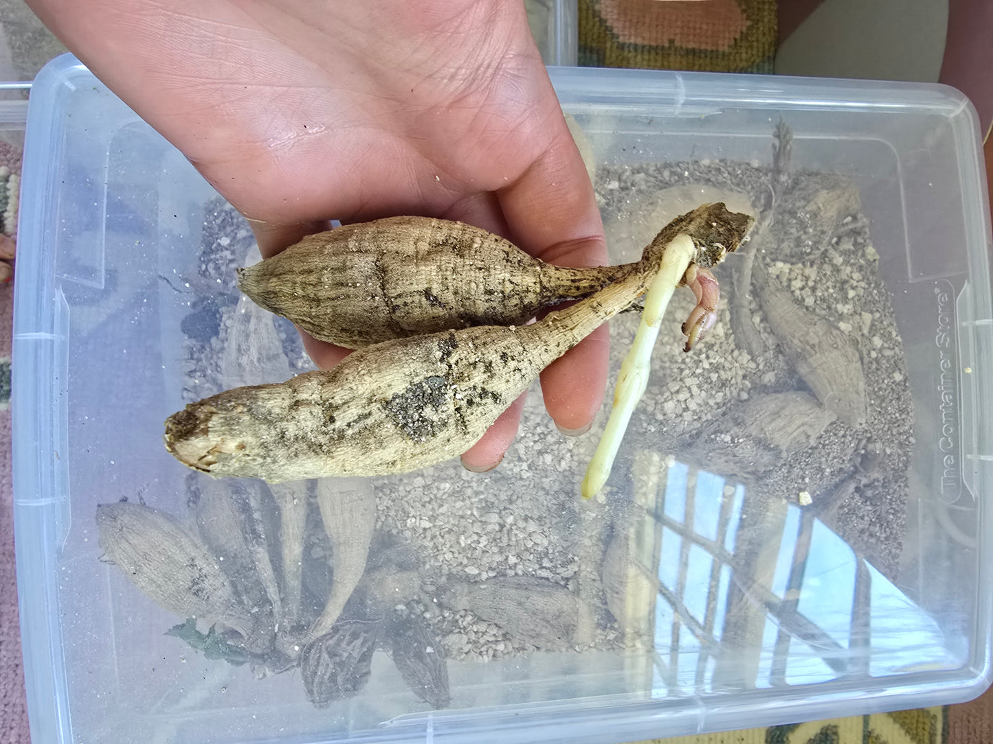 Mystery Dahlia Tubers