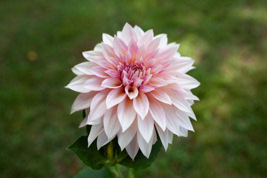 Cafe Au Lait