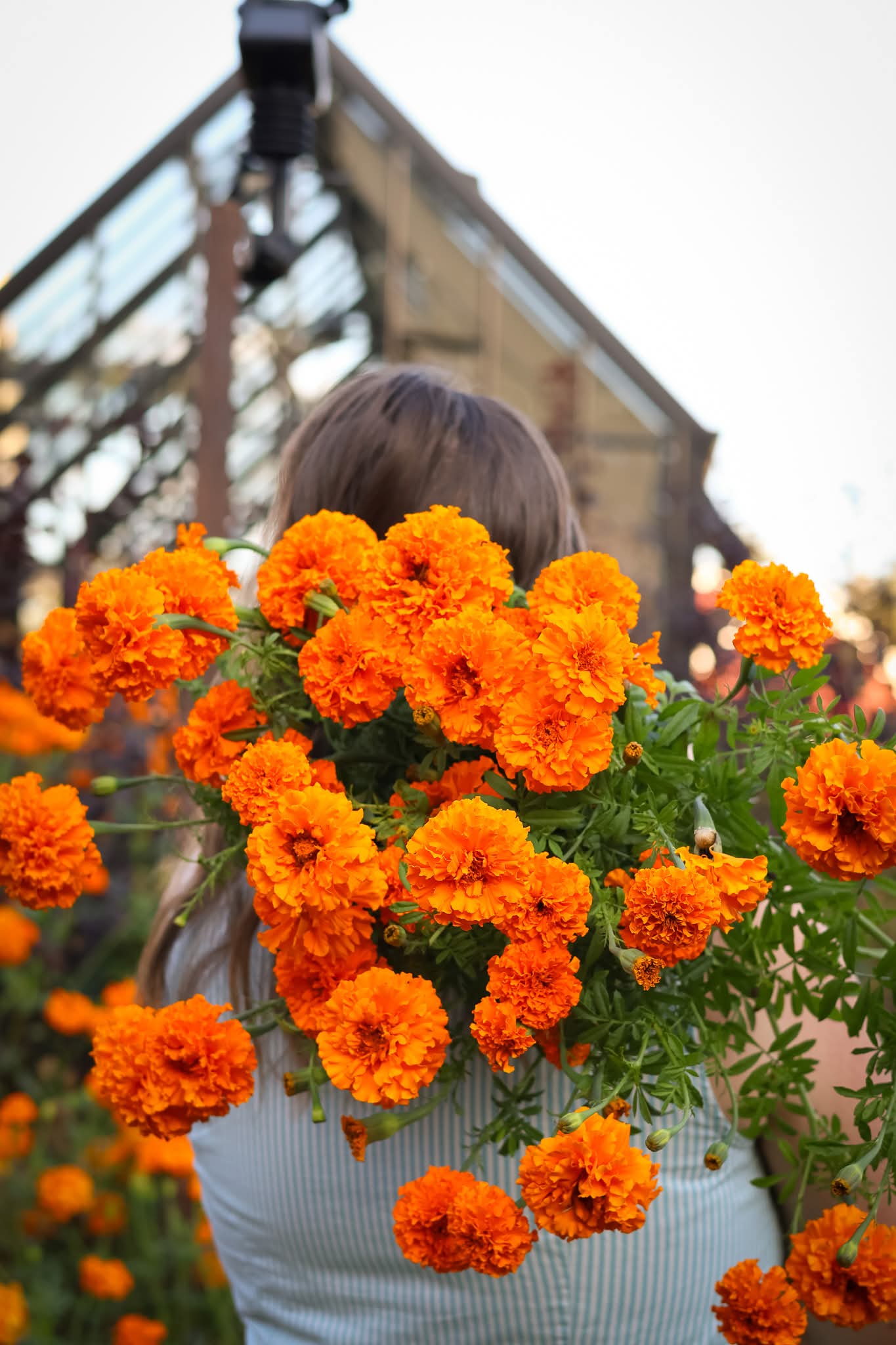 Giant Hawaii Marigold seeds (Organic)