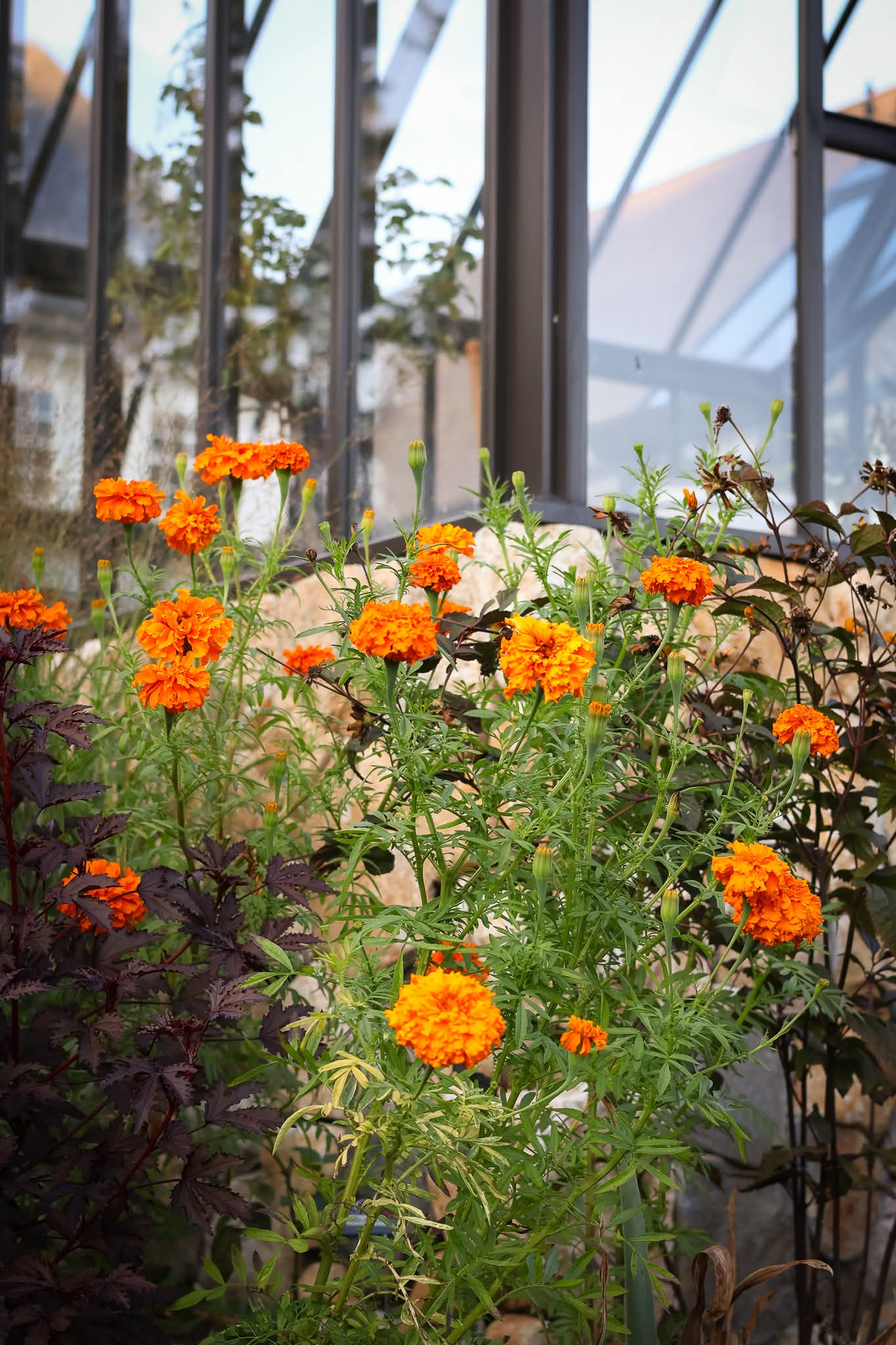 Giant Hawaii Marigold seeds (Organic)