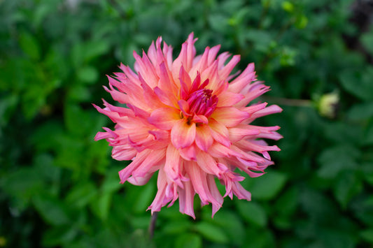 Ferncliff Inspiration