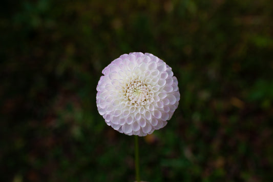 Hollyhill Miss White