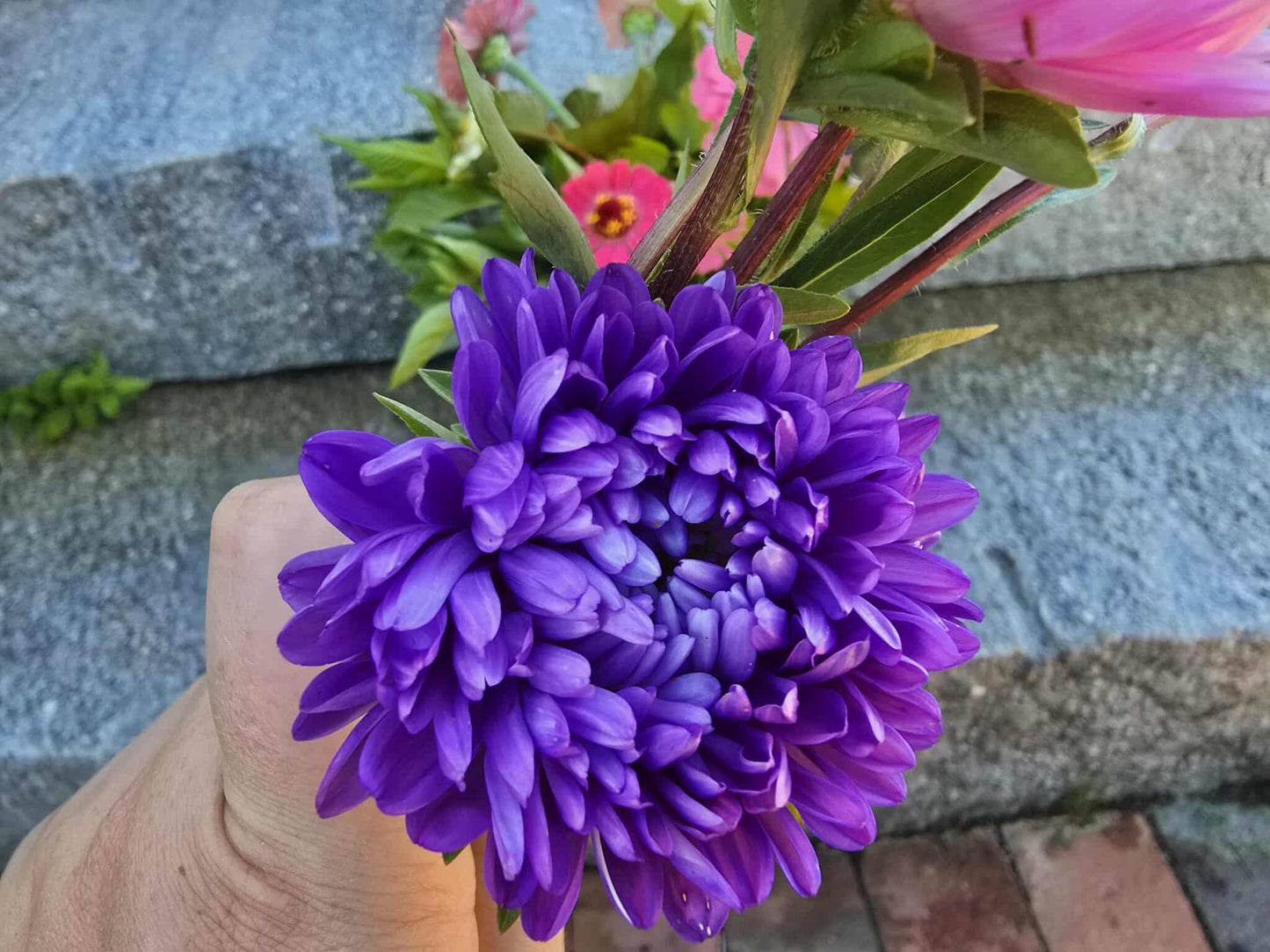 Chinese Aster seeds (Organic)