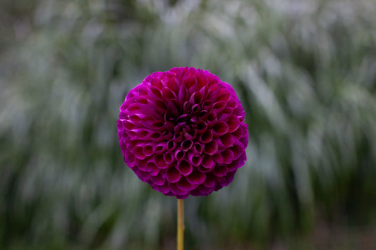 Robann Royal