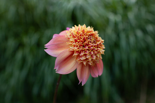 Sandia Brocade