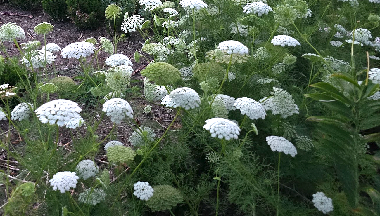 Green Mist Ammi Seeds (Organic)
