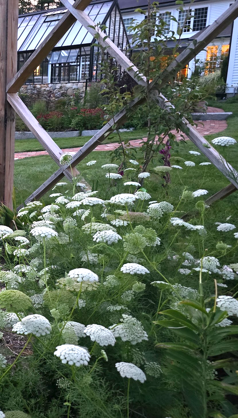 Green Mist Ammi Seeds (Organic)