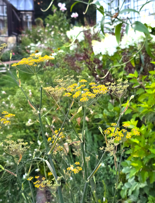 Bronze Fennel (Organic)