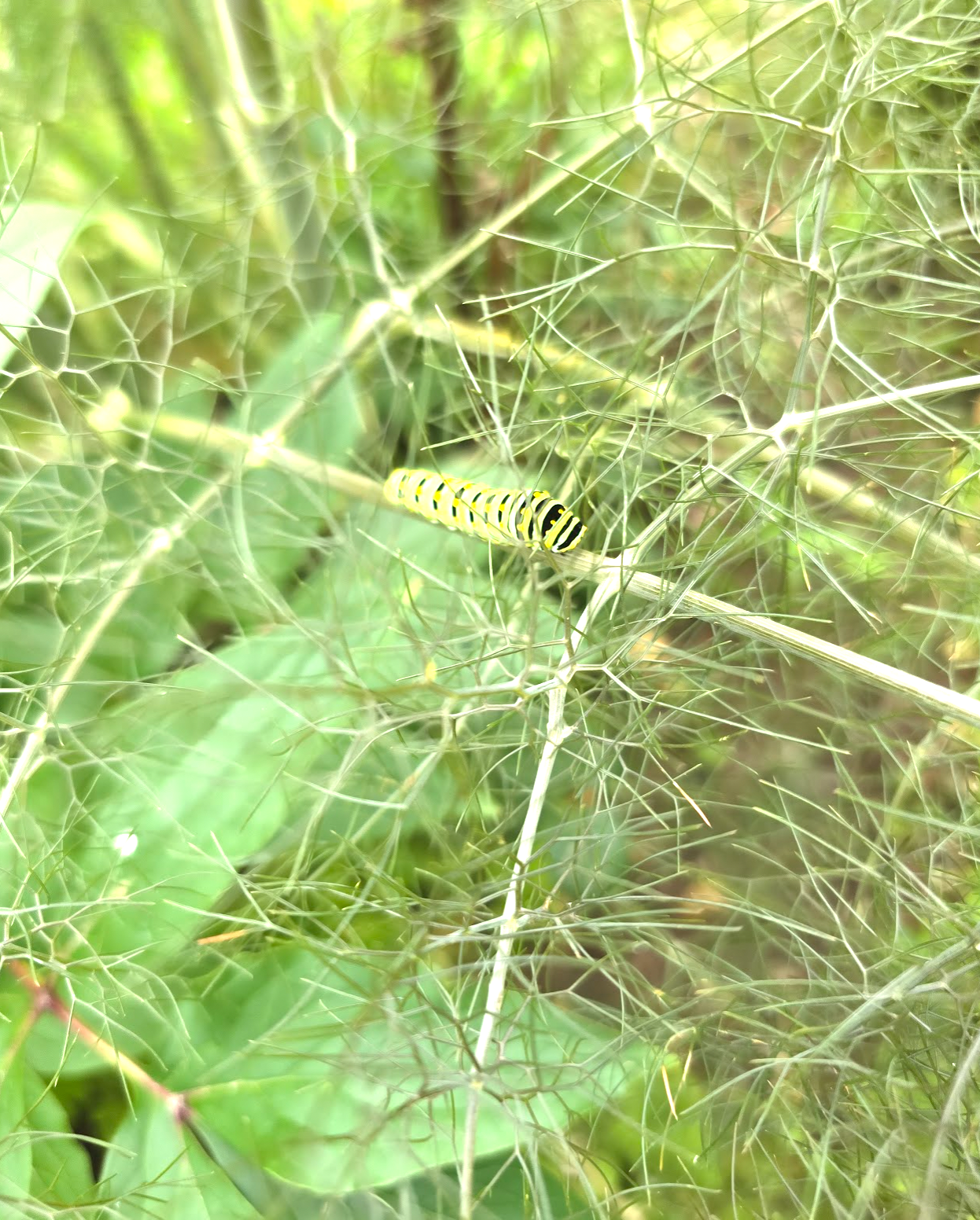 Bronze Fennel (Organic)