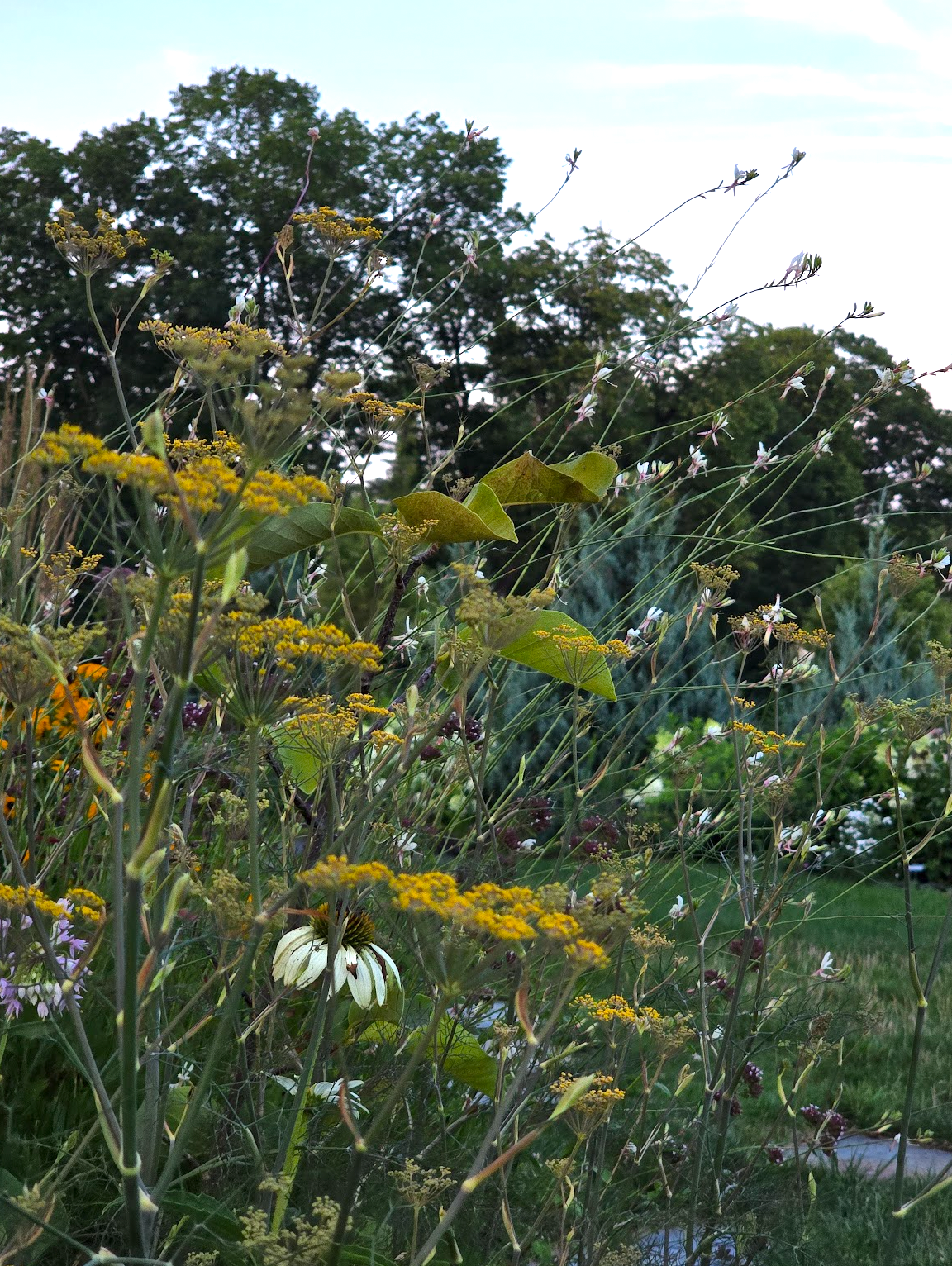 Bronze Fennel (Organic)