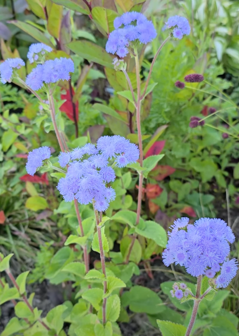 Ageratum (Organic)